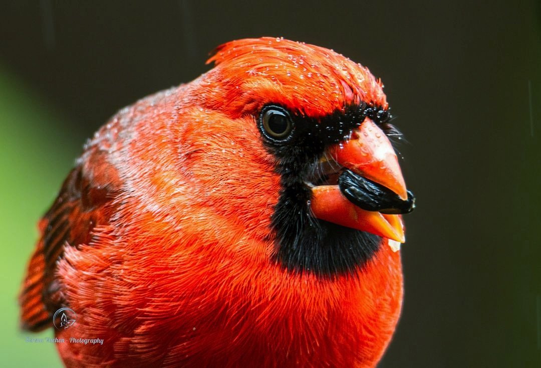 Cardinal in the rain #birds #birdphotography #BirdsOfTwitter #wildlifephotography