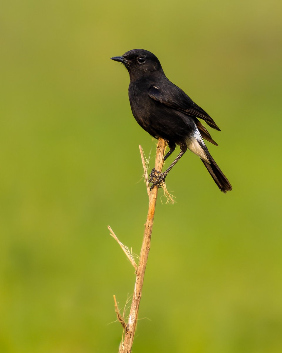 Happy Monday folks. Here is a commoner #piedbushchat in all green background. Hope this helps to keep you lmonday blues away #indiAves #birding #birdphotography #birdwatching #BirdTwitter