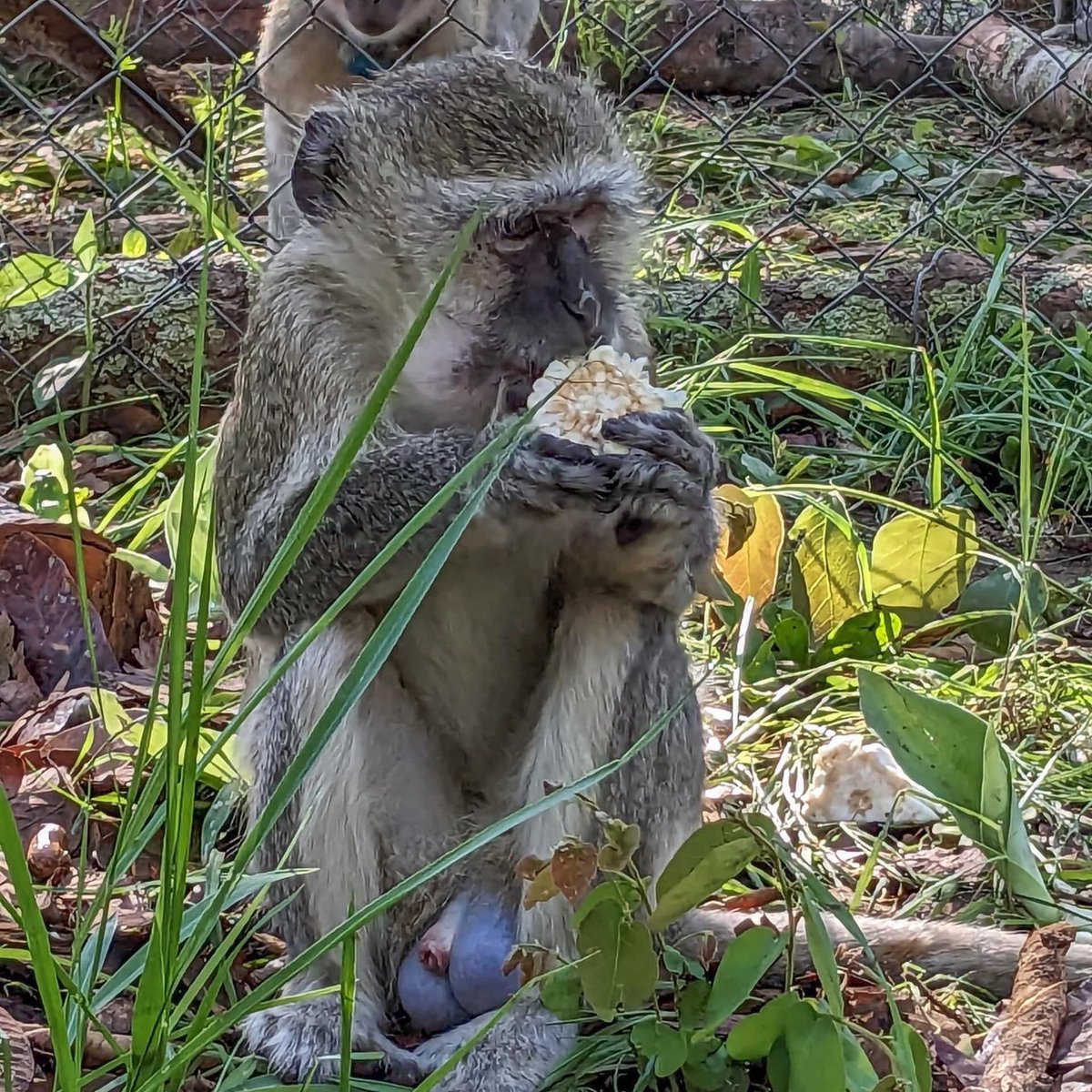 Wildlife crime is unimaginably cruel. Derrick, a vervet monkey, was just 4 years old when he was rescued. Sadly, his illegal owner threw stones at him as retribution for an attempted escape—causing significant damage to his eye and spine. Safe in the care of the Zambia Primate…