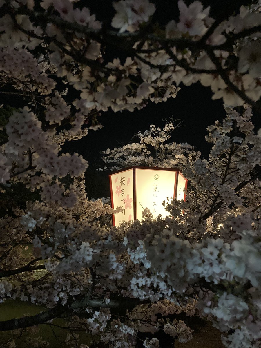 Shin2_games's tweet photo. 今年3���所目の桜まつり🌸 https://t.co/iwcnc7otLh