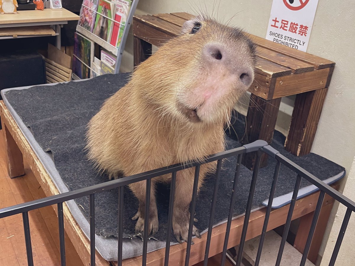 CAPYBARA LAND (Capybara Cafe & Petting Zoo) tweet media