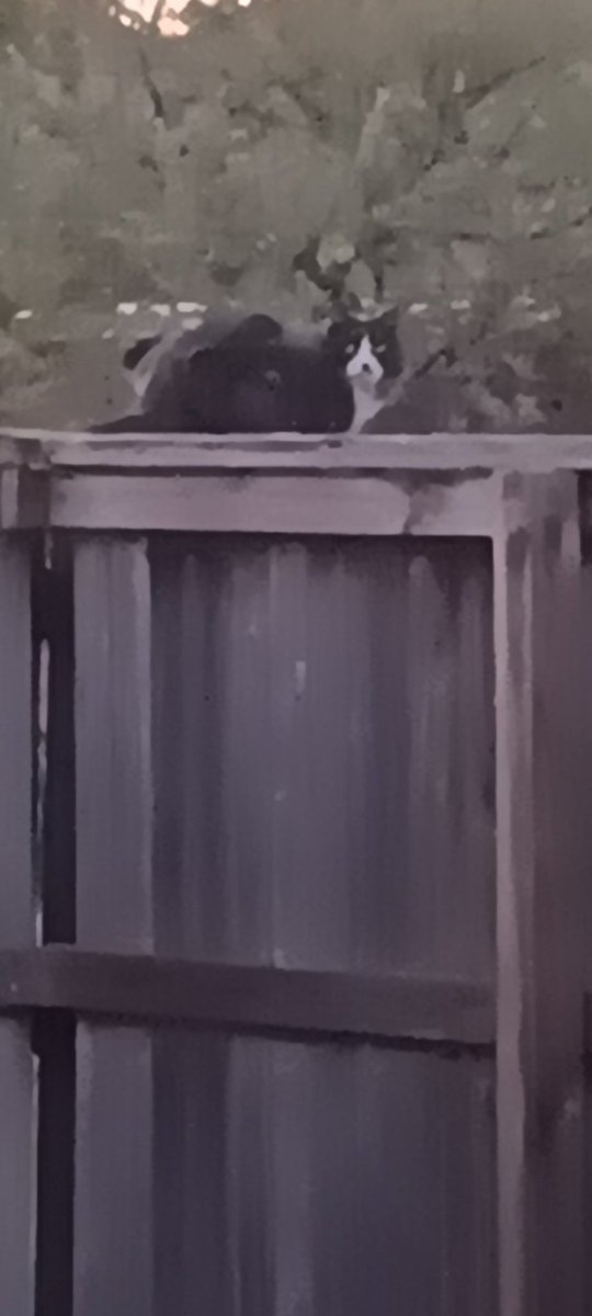 Logans545's tweet photo. @MisssCaitlyn Cat https://t.co/RcMBFm7hnS