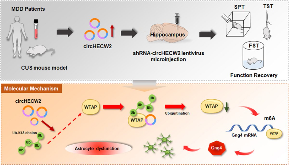 Article✍️Engagement of N6-#methyladenisine #methylation of #Gng4 #mRNA in astrocyte dysfunction regulated by #CircHECW2. From Dr. Han @SoutheastUniversity; @ELSpharma. sciencedirect.com/science/articl…