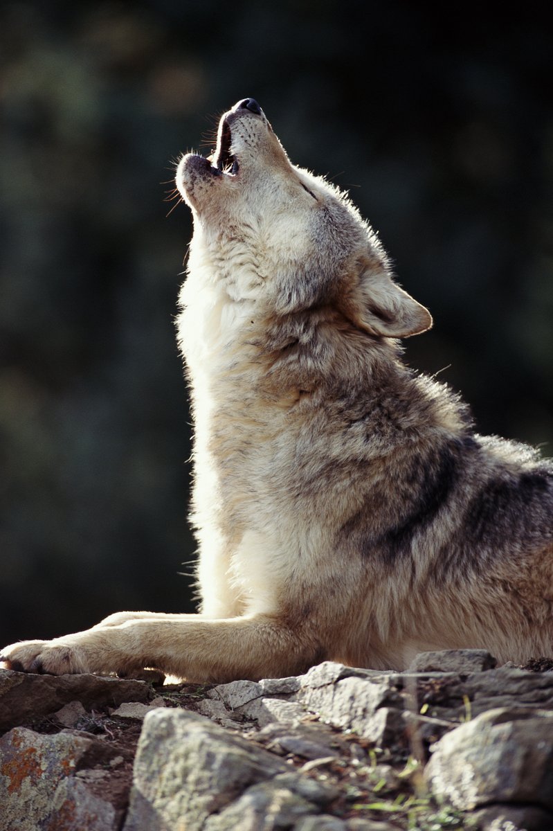 A howling gray wolf 🐺 #DidYouKnow wolves will howl to communicate their location to other pack members and to ward off rivaling packs from their territory. 📸: John Giustina #wolf #solareclipse #wildlifephotography