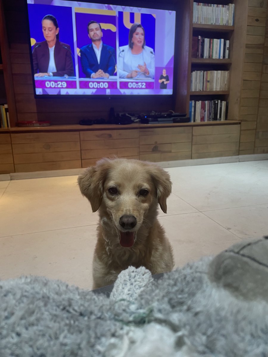 Mi perrito Lobster completamente interesado en el debate