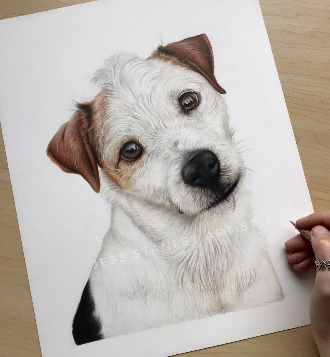 Blast from the past portrait. This is Tucker the Jack Russell 🧡 
I would love to draw more Jacks.
Really cute breed with big character… If you know, you know!

Welcome to share this portrait with your friends. #jackrussell #jackrussellterrier #jackrussellsofinstagram