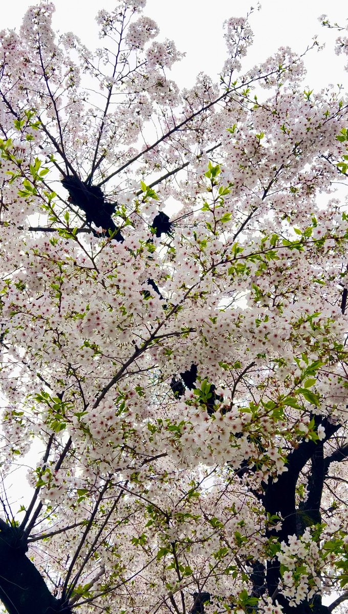 桜が咲いた🌸😍🙌🏻 癒されるなぁ