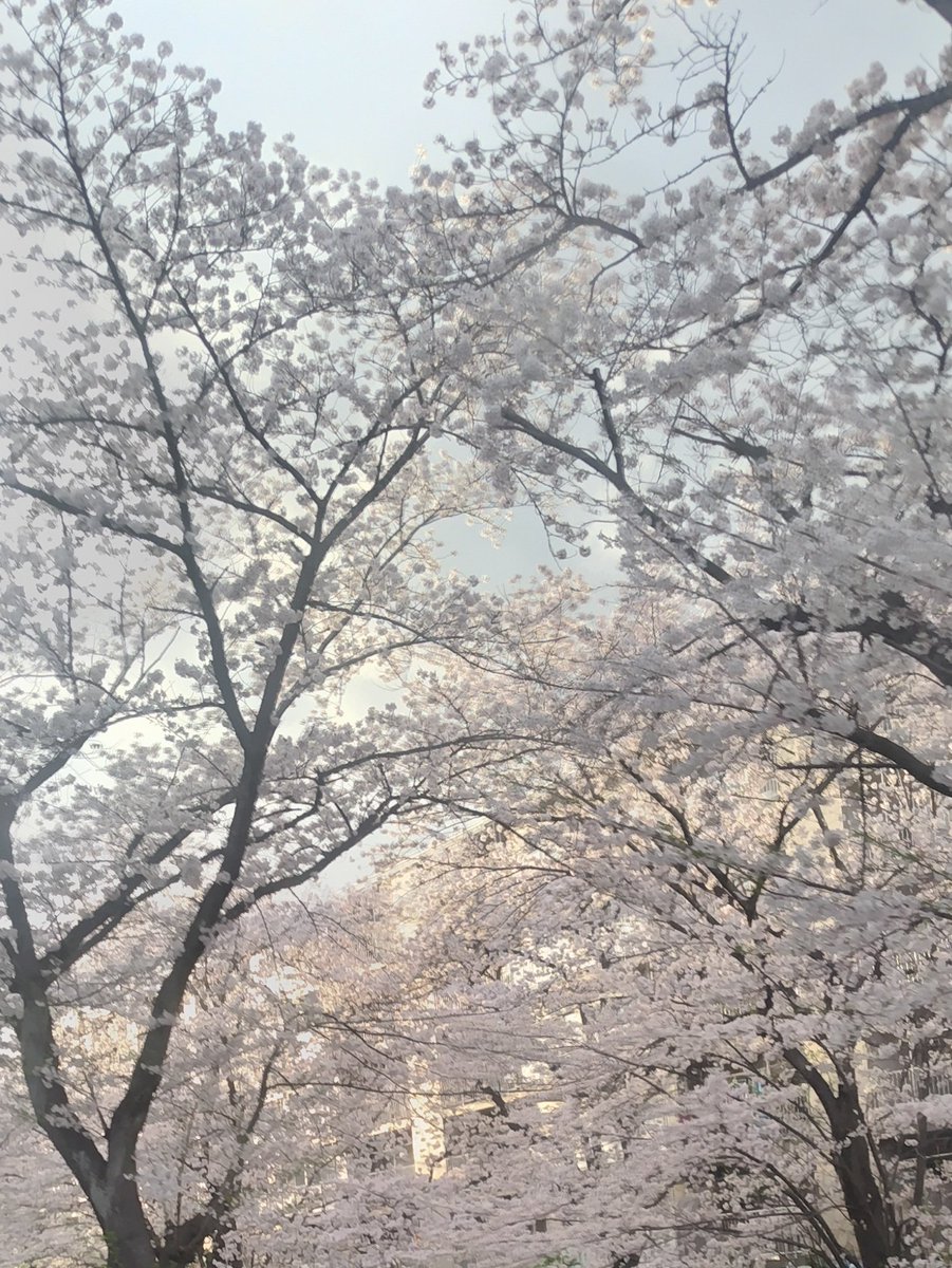 #TLを桜でいっぱいにしよう