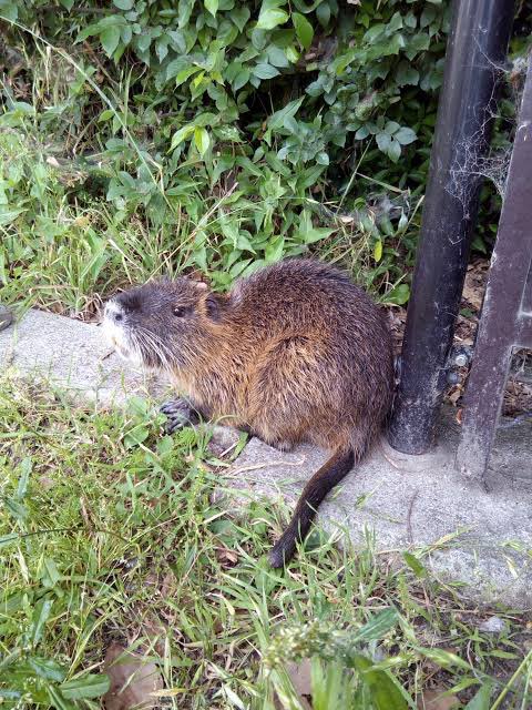 うわさ(？)の特定外来種ヌートリア
見つけても近づいたり餌あげたりしたらあかんらしい
(画像:株式会社バイオームHP)