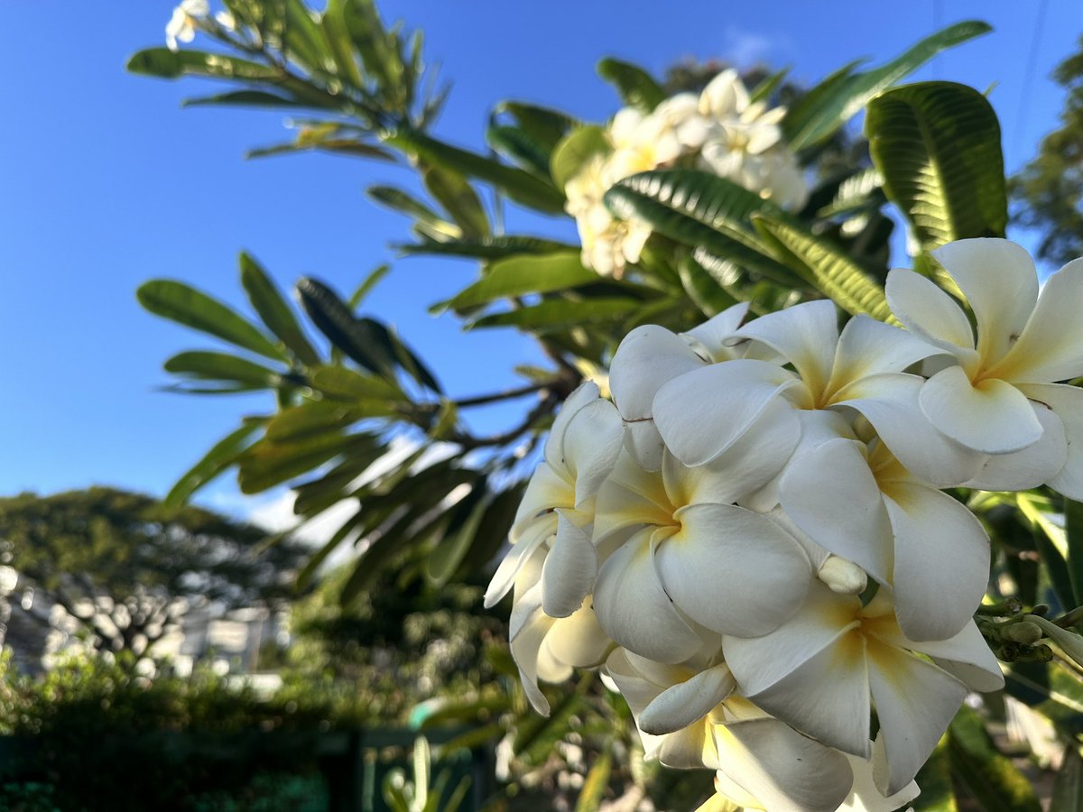 XsyLocke's tweet image. Plumeria’s growing in the Local community garden! #Hawaii #Oahu #Living808