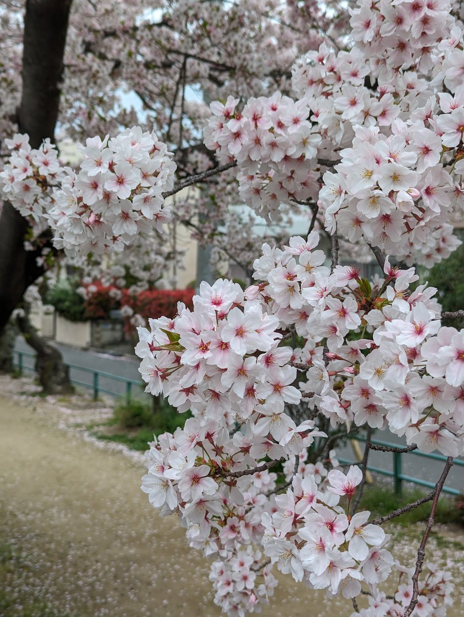 長細い公園も満開