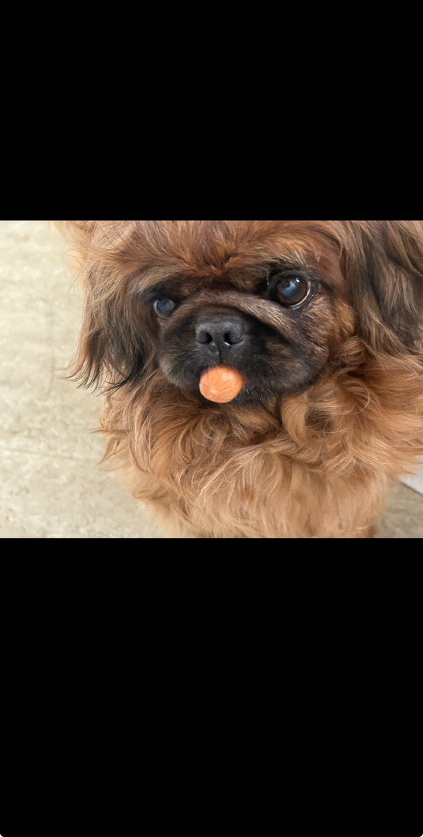 AlvaHj07's tweet photo. My dog is sooo cute 
Yes is a sausage in her mouth hahah
#funny
#dog
#doggie
#mydoggieee
#cutedog https://t.co/w6vciBXoY6