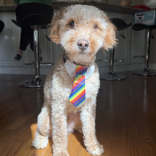 @Regrets10x the dog with a tie, his name is ollie