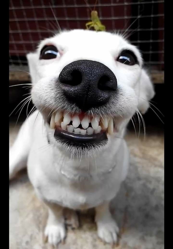 gabyliciouscute's tweet photo. Maynez todo el debate surrado de la risa viendo como se daban en la madre Claudia y la Chochil 🤣😂 https://t.co/lsOaBn8D5l