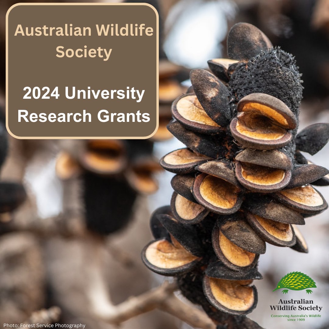 To apply for a University Research Grant, please access the PDF instructions: aws.org.au/university-gra…

#AustralianWildlifeSociety #Wildlife #Conservation #WildlifeConservation #AustralianWildlife #UniversityScholarships #UniversityGrants