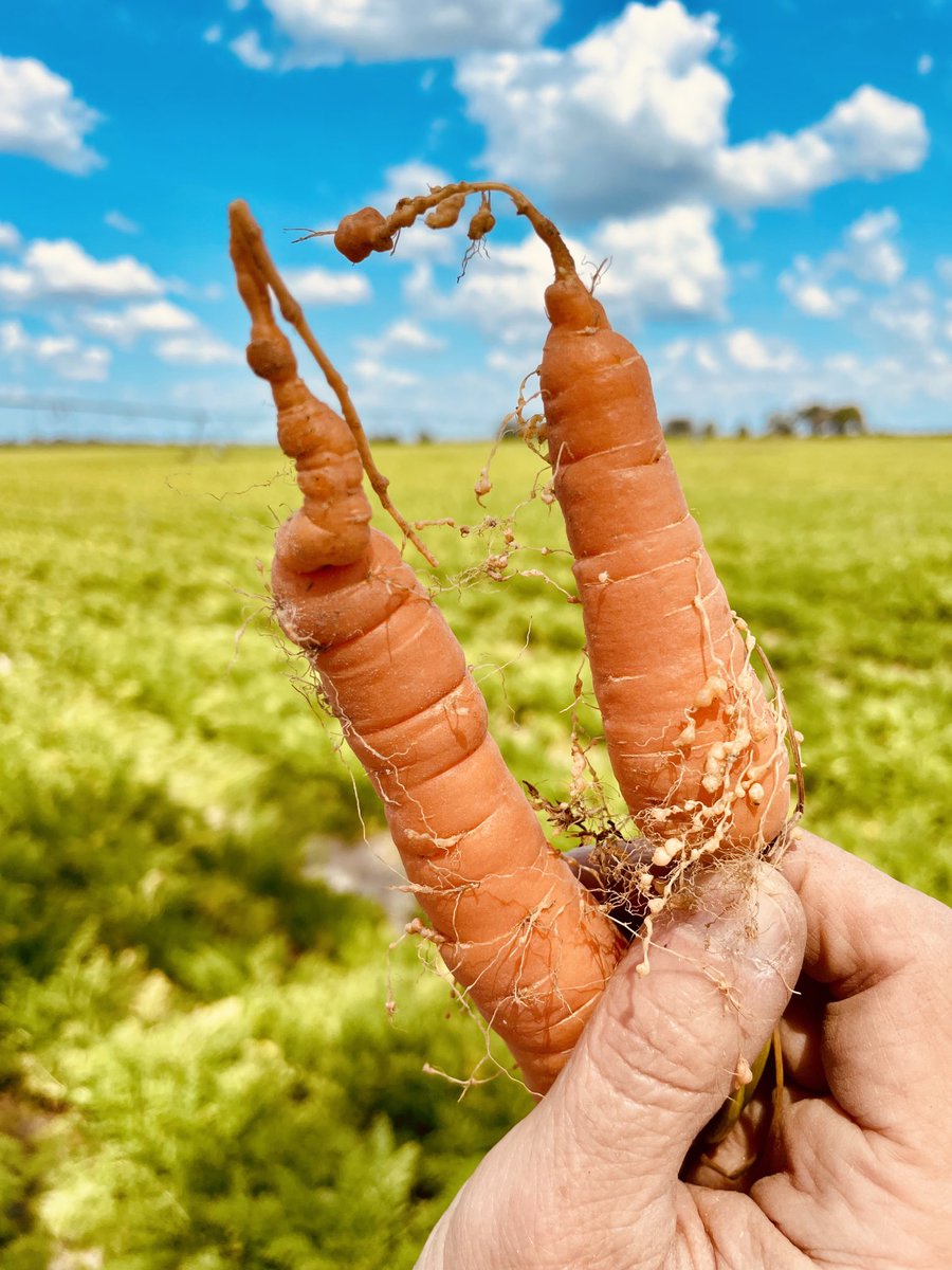 NEMATODE MONDAY: Root knot nematode damage to carrots. Roots can be stunted and forked and may have many short, bushy galled feeder roots. The tops of infected carrots may be stunted, chlorotic (yellowed) or appear water stressed #Nematology #Nematode #Carrot #SON