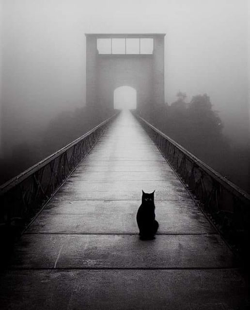 Cute Black Cat On The Bridge Possibly Going To The Netherworld. 🥰😍🥲😇😈👻🎩🌉🌫️🐱🐈🐈‍⬛
#Caturday #CATPAW #cats #kittyxkum #Kitten #felinelove #DeathNote #AfterLife #Bridge #Gate #gatesofolympus #gateiostartup #gates #netherworld #blackcatcosplay #MEOWCAT #meow #MeowCatCoin