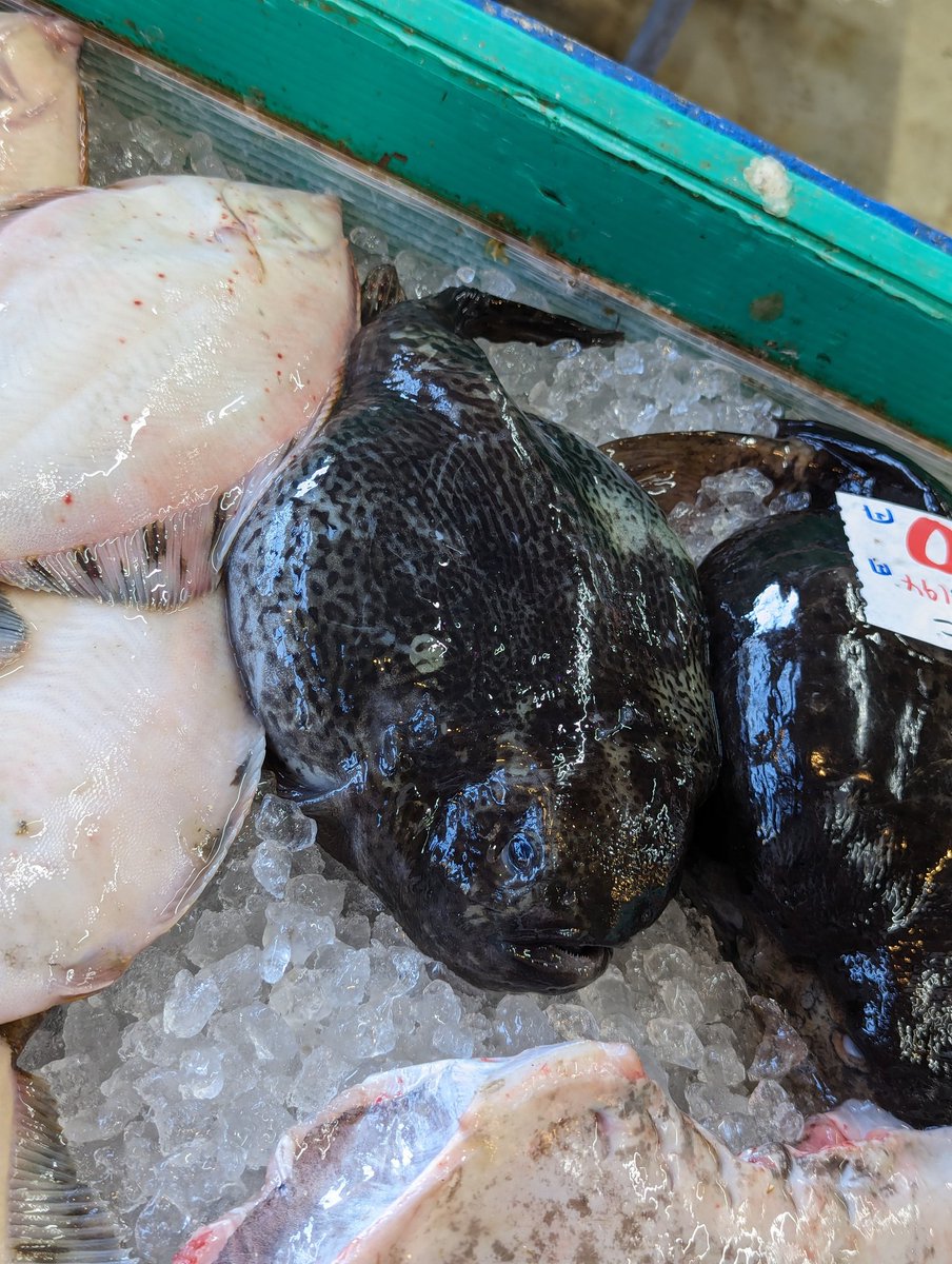 HidaShigefumi's tweet image. .
#ごっこ

いた💦

２匹ゲット👍

#ところ道の市
.