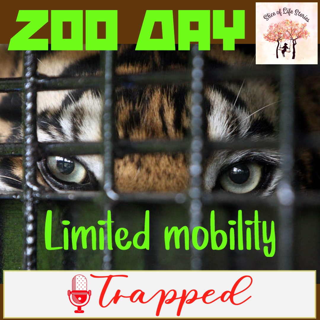 Zoo Day with 🎙 Trapped ▶ youtu.be/x0ZPgkusj_w #Trapped #nursingschool #plumpinguppillows #smallthingsmatter #eyecontact #heartfillsup #massage #frenchfries #LockedIn #shortstories #nationalzooloversday #zooloversday #zoo #zoolovers #wildlife #Animalslover #conservation