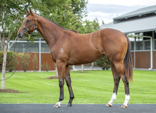 We’ve made our second purchase at the world class Inglis Easter sale. She’s a beautiful filly bred by Arrowfield Stud from The Autumn Sun, the same breeder and stallion as our runner in Saturdays Group 1 The Australian Oaks, Autumn Angel. Her dam is the quality Japanese mare…