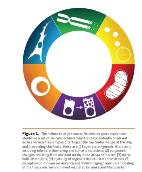 💫🌟🔝🔝🔝The Hallmarks of Precancer🌟💫 @OncoAlert @AACR #AACR24 @CD_AACR aacrjournals.org/cancerdiscover… AACR Journals, April 4, 2024 💡 Key Findings: 1️⃣ Importance of Precancer Research: Crucial for effective early interventions. Identifying at-risk tissues and early lesions can