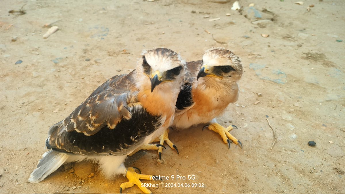 srkhan1920's tweet photo. Baaz
#BirdsSeenIn2024 https://t.co/bDEedqpIzd