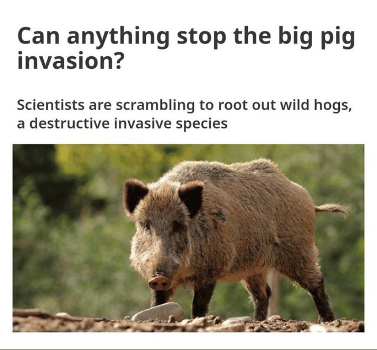 Still live talking Calipari/Arkansas, but in the meantime..... I FORGOT TO ASK ONE VERY IMPORTANT QUESTION🐗🐗