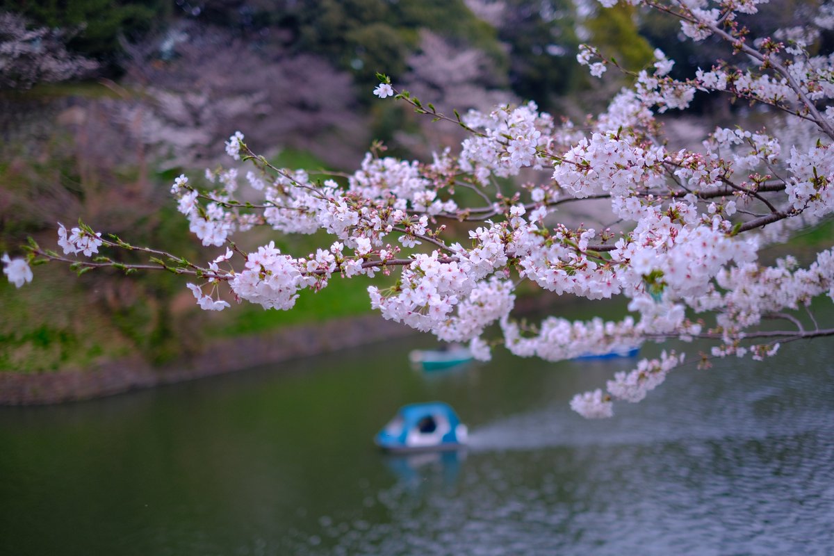 千鳥ヶ淵
#fujifilm_xseries #xe4　#xf35