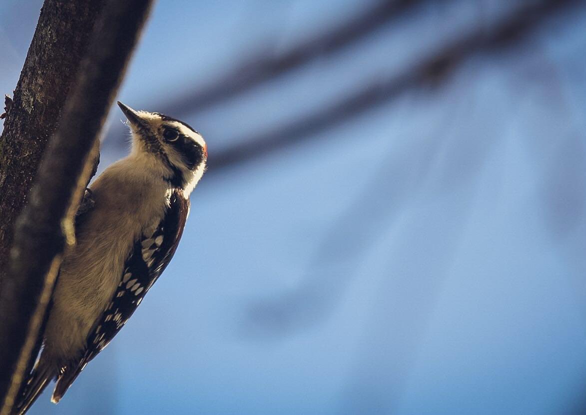 jay_monochrome's tweet photo. Woodpecker #wildlife #birdwatching #nature #photograghy https://t.co/8iC2HcnaV7