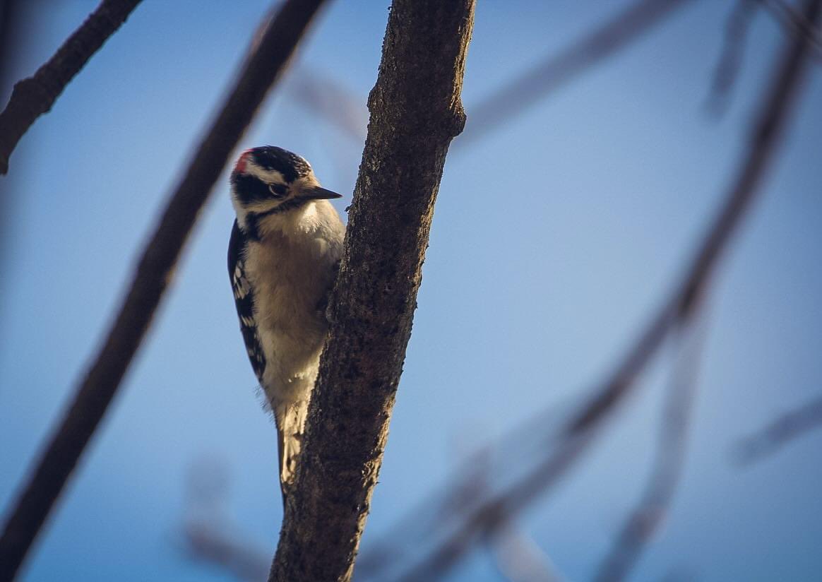 jay_monochrome's tweet photo. Woodpecker #wildlife #birdwatching #nature #photograghy https://t.co/8iC2HcnaV7