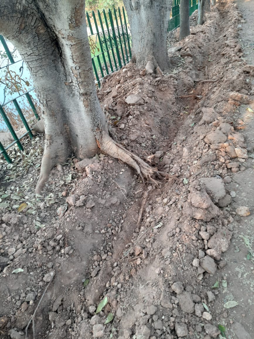@BBMPCOMM STOP this! Digging next to #trees & damaging roots at #Dorekere is not acceptable. Difference in the approach of Forest dept. & #BBMP for walk path is clearly seen here. Basic priorities like fencing kept aside. Please donot damage any more trees, STOP IT. @WFRising