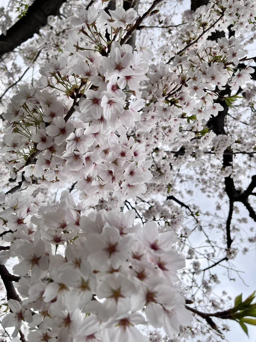 結構桜も散り始めてきてるなぁ晴天じゃなくて曇天ばかりだけど 