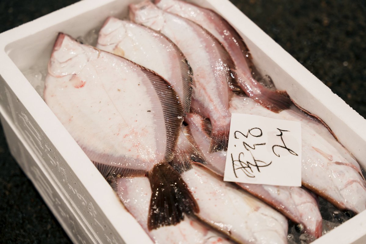 JFishikawa's tweet image. 【#石川のさかな紹介 vol.88】
ソウハチ。県内では「合手（アワテ）ガレイ」「シロガレイ」などと呼ばれています。
主に底曳網や刺網などで漁獲され、年間100トン前後の水揚げがあります。…