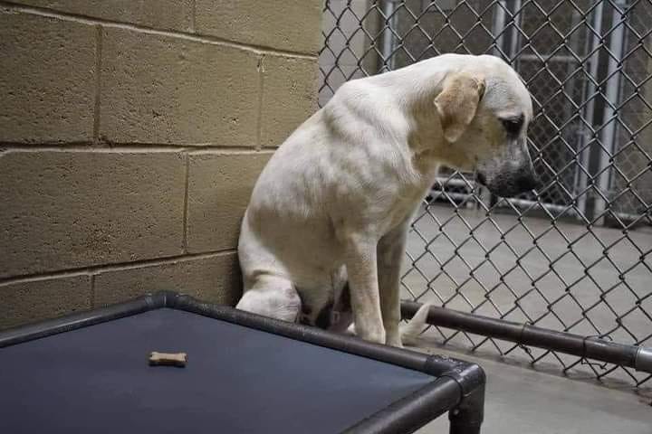 When your dog comes to the dog kennel because you’re tired of him, because he bothers you, prevents you from going on holiday or other excuses... He sits and waits. He's waiting for you to come get him. A second, a minute, an hour, a day, a month, a year --- he's waiting for you.…