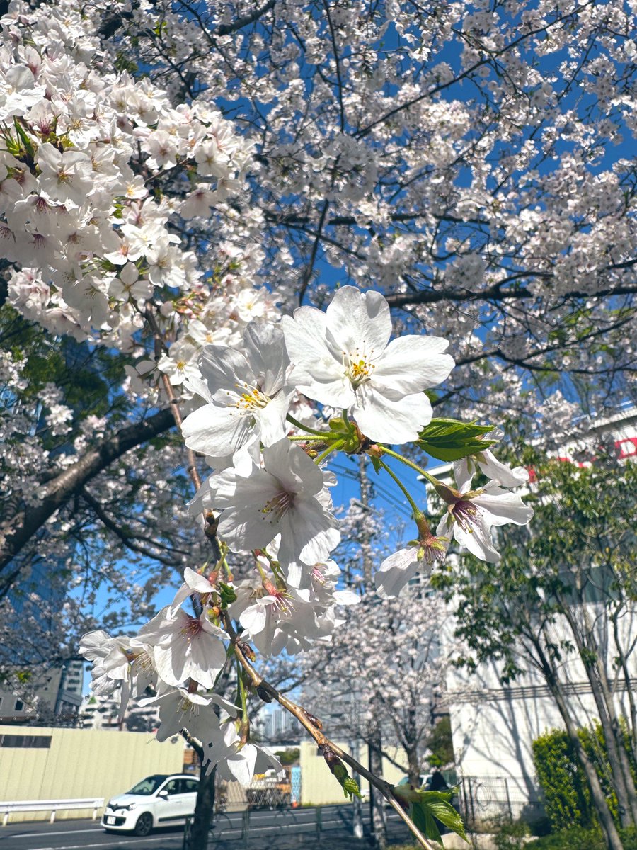 東京は暑いくらいですね！
近所の桜🌸も満開です😉

今週も宜しくおねがいします。

#ドロサツ #ドローンレンタル #ドローン販売