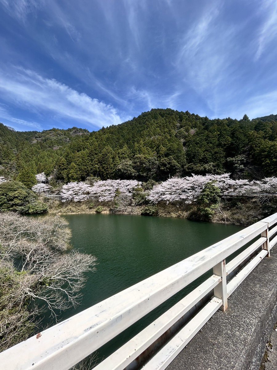 みんなは🌸見れたかい？

Photo by Daddy👨