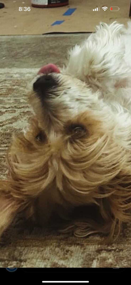 katbing the tweet media