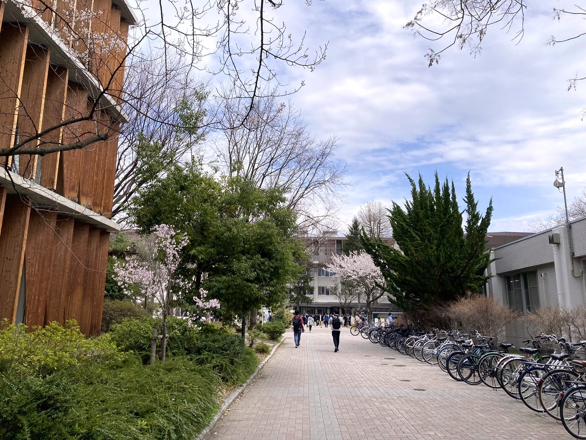#Students @ShinshuUni starting a new academic year with Sakura, #cherryblossoms, fully blooming at #Matsumoto #campus! Make a lot of friends! #studyinjapan #university #matsumotocity #Spring2024