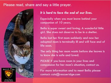 Hey there! Look at the beseeching eyes of hugely loving senior lady cat 'Bella' at Rescue Ridge in #MonmouthNJ (on the #JerseyShore). Her mom is terminally ill & this doll needs a new home! Go to the link for adoption info (& no pledges required, just a home)!…