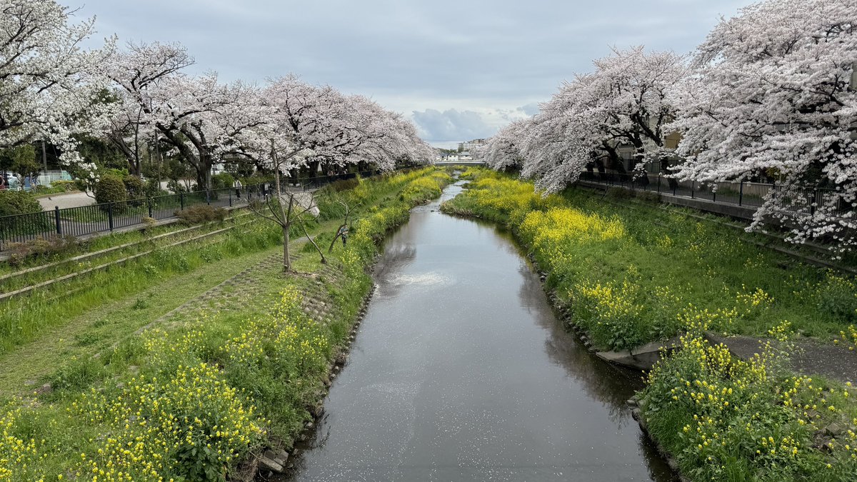 野川の桜並木。 ここは本当に毎年美しい😊🌸 #野川