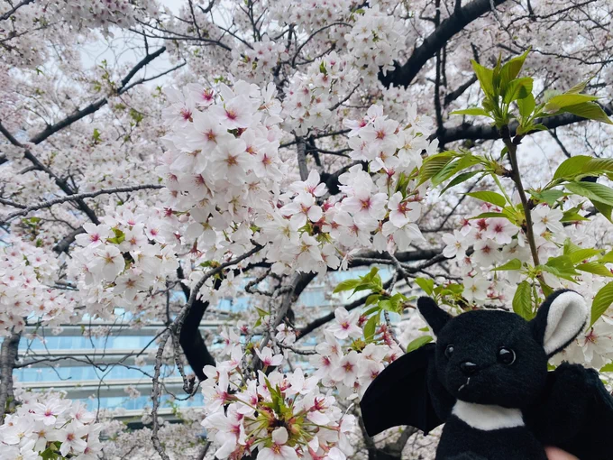 桜綺麗だね 