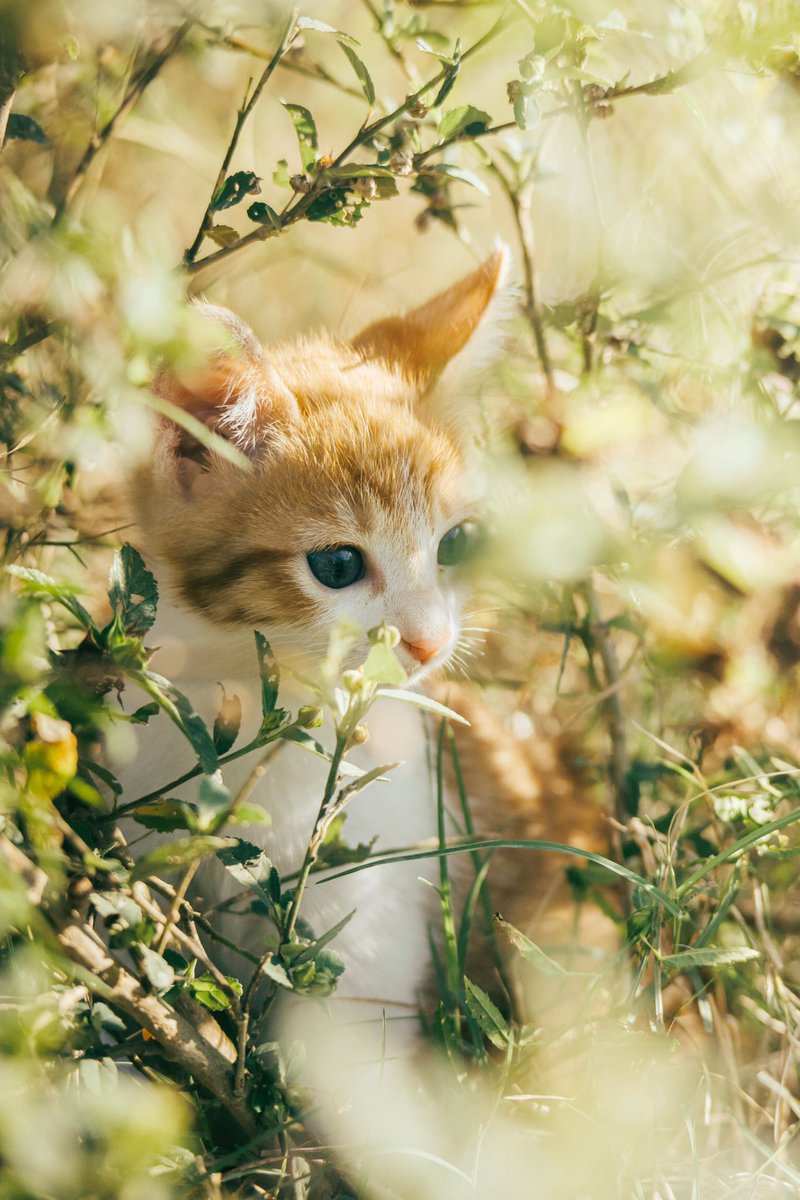 Lovely new week dear friends…🌾🌼🍃🐈💛🤍🧡 #GoodMorningEveryone 🌼 #CoffeeTime ☕️ #CatsLover 🐈 #HappyNewWeek ☀️ #BeKindAlways 💛 #PeaceAndLove 🕊️