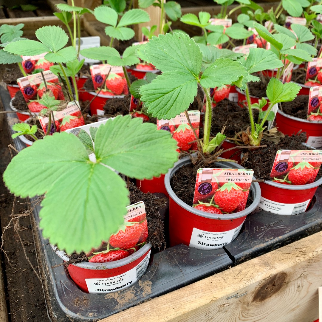 April is the perfect time to get Strawberry plants in the ground or in pots and planters. 

By planting this month, they'll have time to produce a bounty of summer fruits 🍓🍓🍓😋

#Haskins #HaskinsHintsandTips