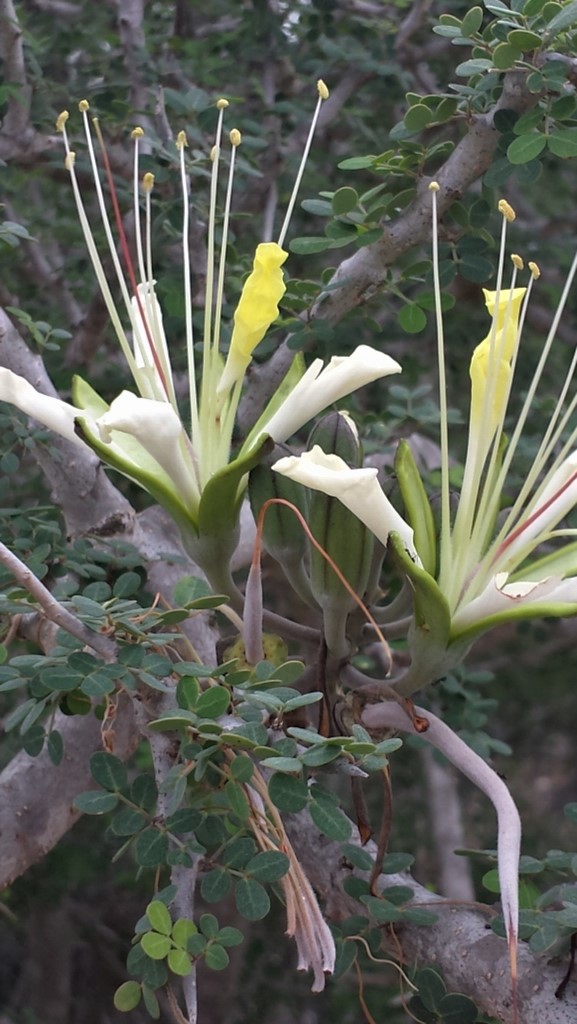 POTD- Delonix edule (IUCN EN), #Fabales, #Fabaceae, shrub #endemic to #Madagascar recorded in the south at Atsimo_Andrefana region.