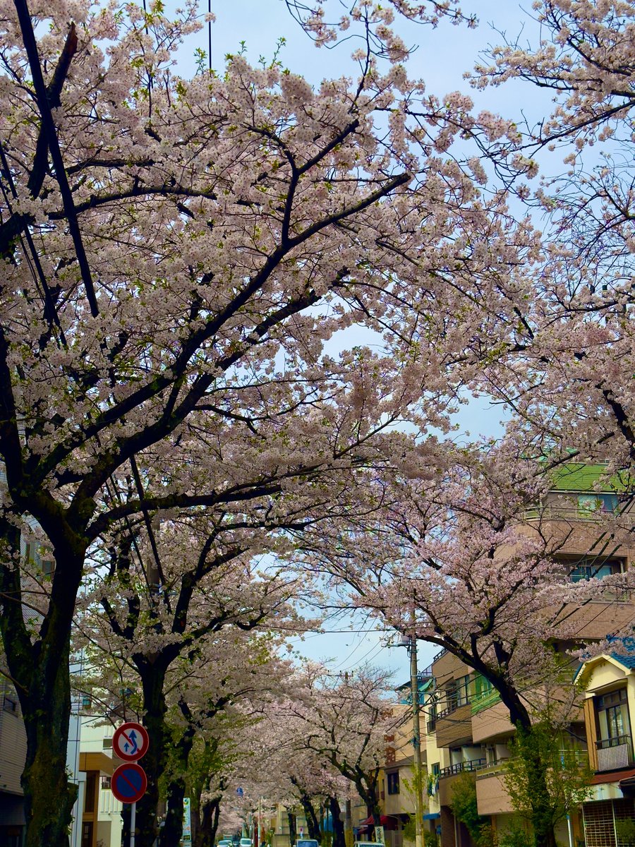 通りがかりの桜が綺麗。毎年、桜を見る度に思い浮かべるのが3.26東京体育館で紙吹雪が舞う中を入場する藤波さん。マッチョ・ドラゴンのテーマ曲と古舘さんの「ひと足早い桜吹雪でありましょうか」の実況がマッチしていた。