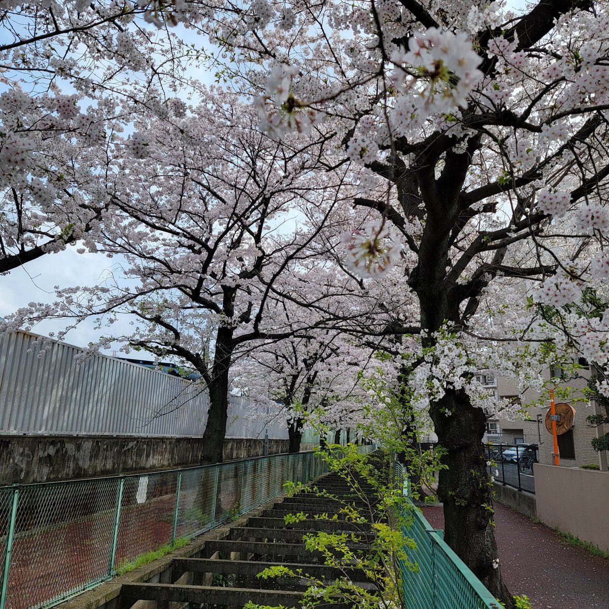 近所の桜が満開に😆 今日は近所の小学校、中学校、高校も入学式🌸 満開で素敵な入学式ですね🌸