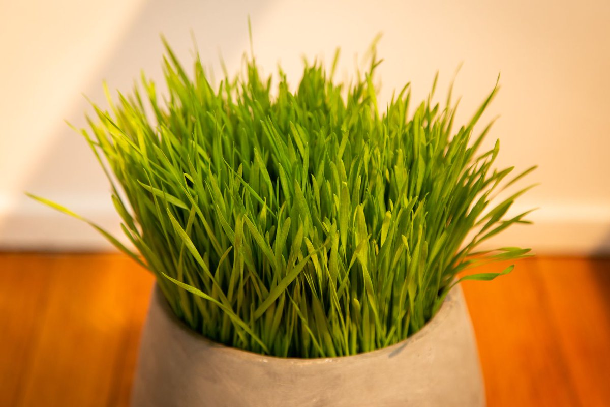 Wheatgrass contributes to skin health by alleviating acne and other skin concerns. Its abundance of chlorophyll aids in blood purification, resulting in a clearer complexion.

#Gonutra #superfood #healthyfood #vegan #beachbody #sweating #healthylifestyle #crossfit #fitfiance