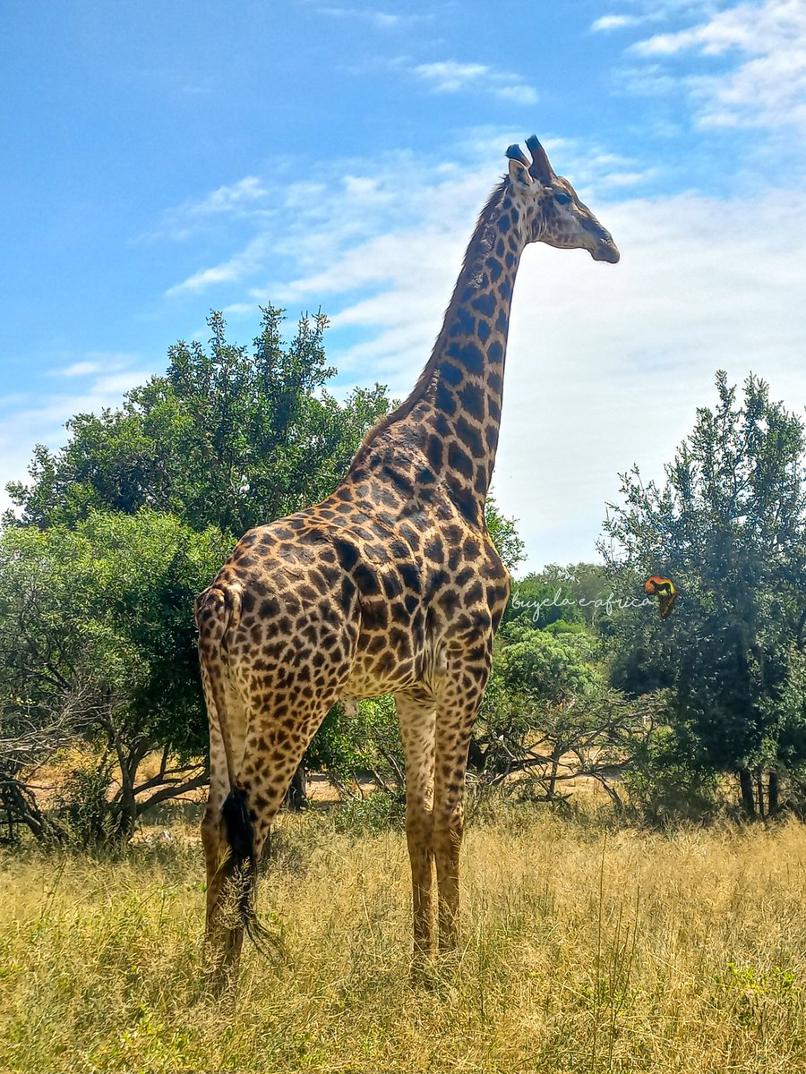 buyela_e's tweet image. #NaturePatterns #WildBeauty #GiraffeCamouflage #NatureDesigns #WildlifeWonder #PatternsOfNature #NaturePhotography #ExploreTheWild #NaturalWonders #Biodiversity 🌿🦒