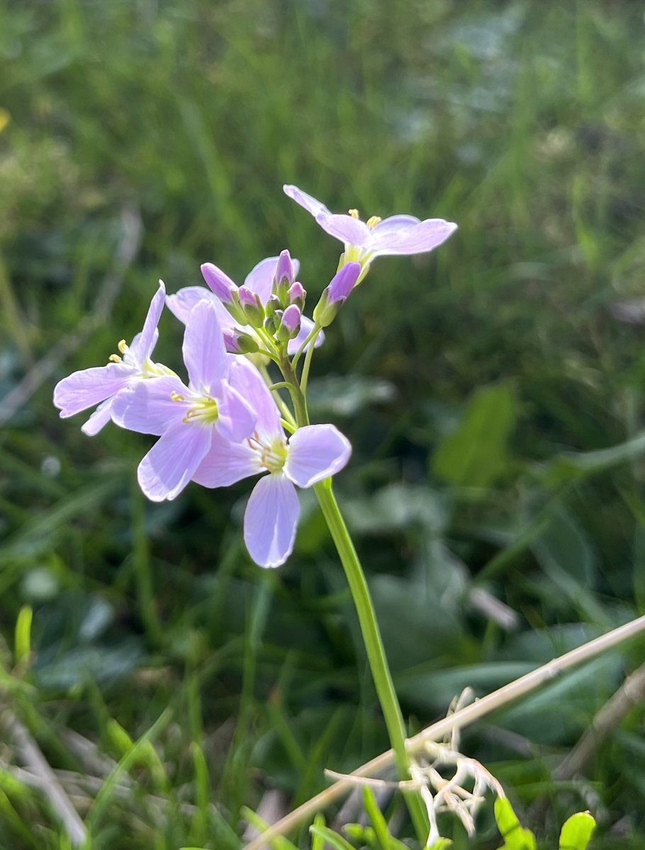 Cuckoo flowers now brightening up the lanes and fields