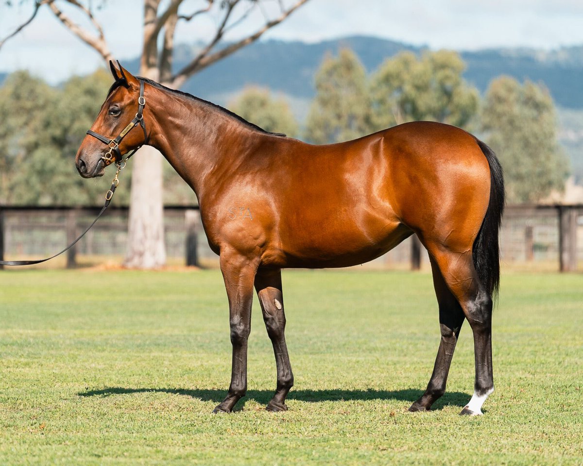 Lot 380 - Harry Angel x Vintage Harvest (filly) Pumped to purchase this well-built Harry Angel filly for Geisel Park Stud at @inglis_sales from @SledmereStud for $280k. A powerful type, she hails from a deep female family and is an exciting prospect to head West.